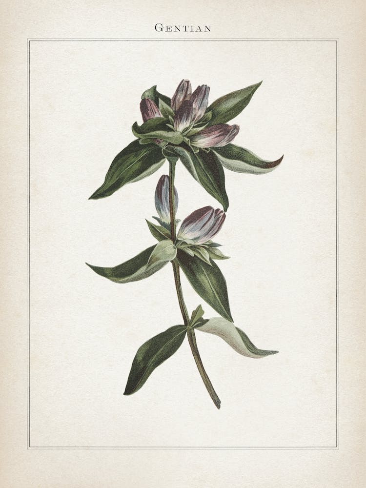 Vintage Curtis 1 Gentian