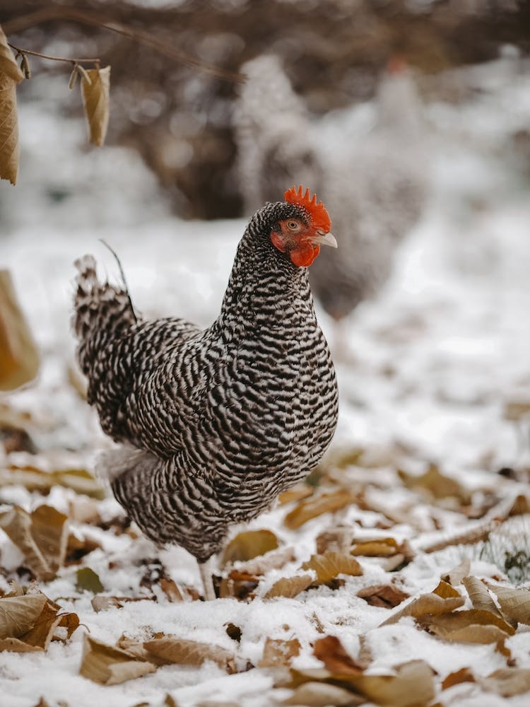 Laying Hen In Snow