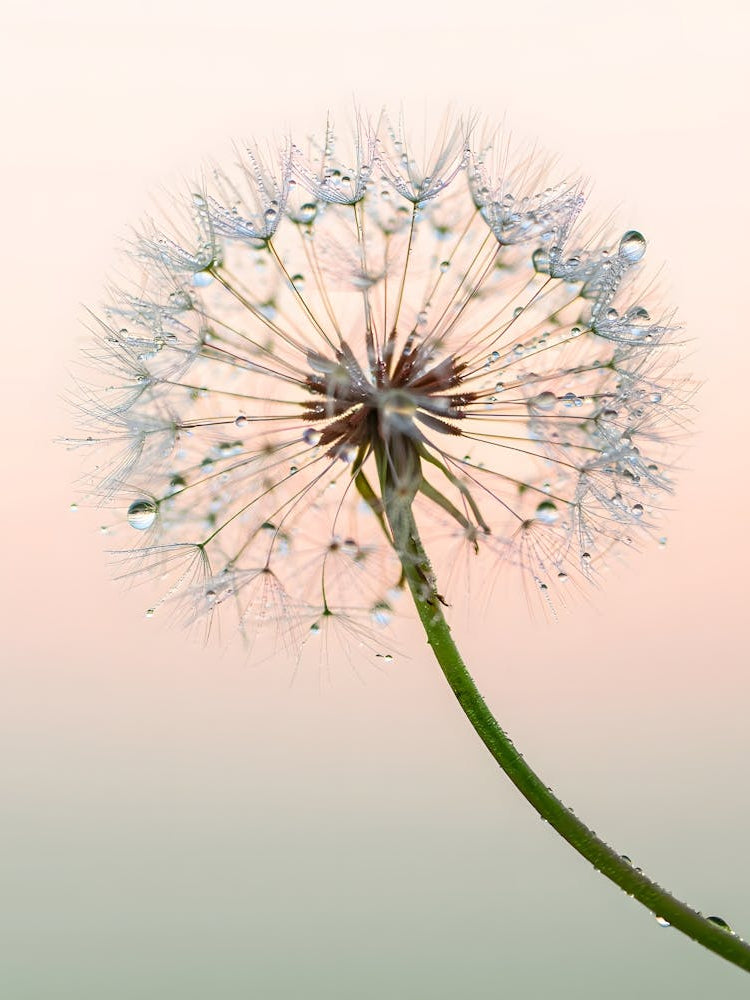 Delicate Brilliance – A Sparkling Dandelion Close-Up