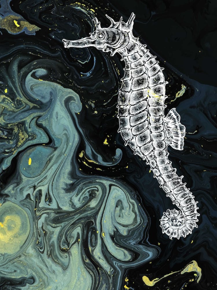 Unterwasserwunder Seepferdchen Schwarz & Grün