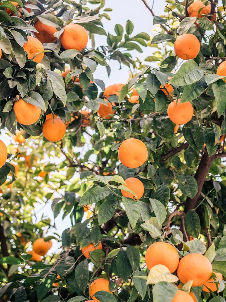 Oranges in Sevilla Spain