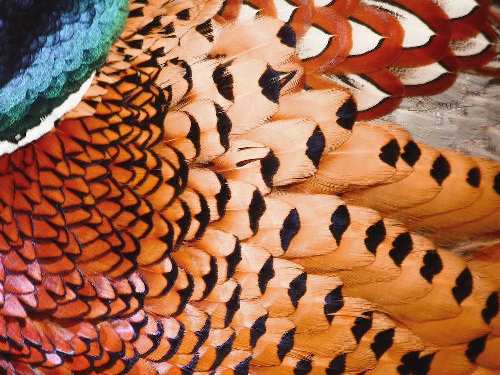 Pheasant Feathers