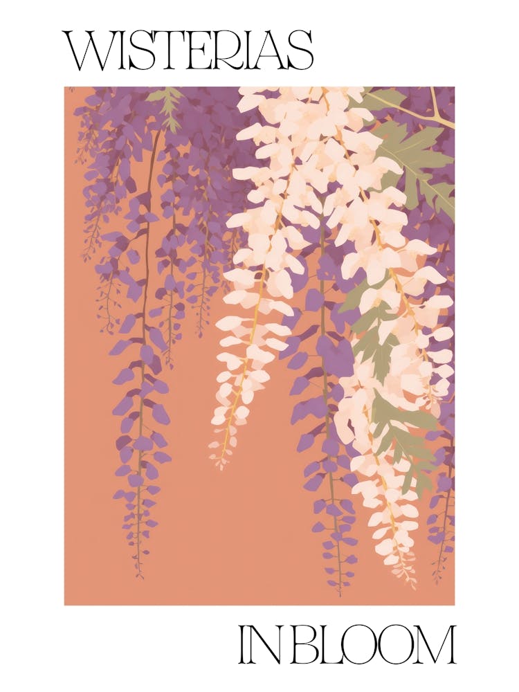 Wisterias In Bloom Flowers Bold Illustration 1