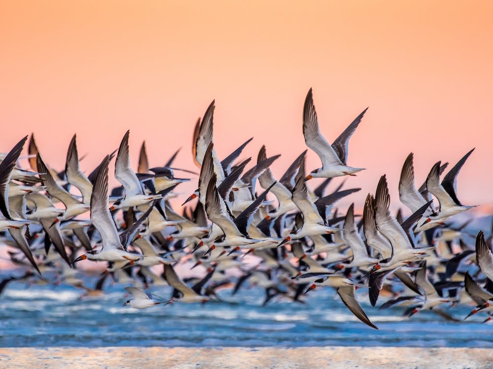 Black Skimmer
