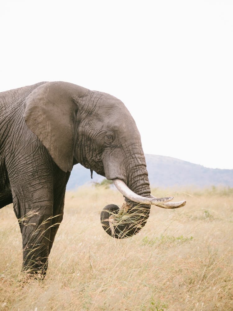 Kenya Elephant