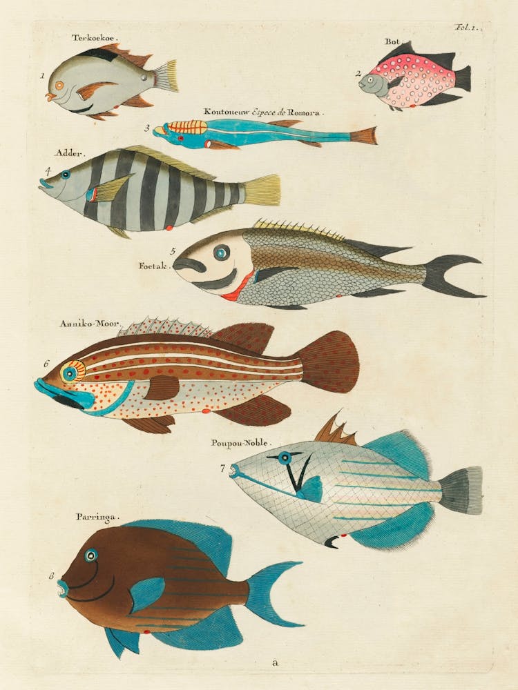 Colourful And Surreal Illustrations Of Fishes Found In Moluccas (Indonesia) And The East Indies, Louis Renard(33)