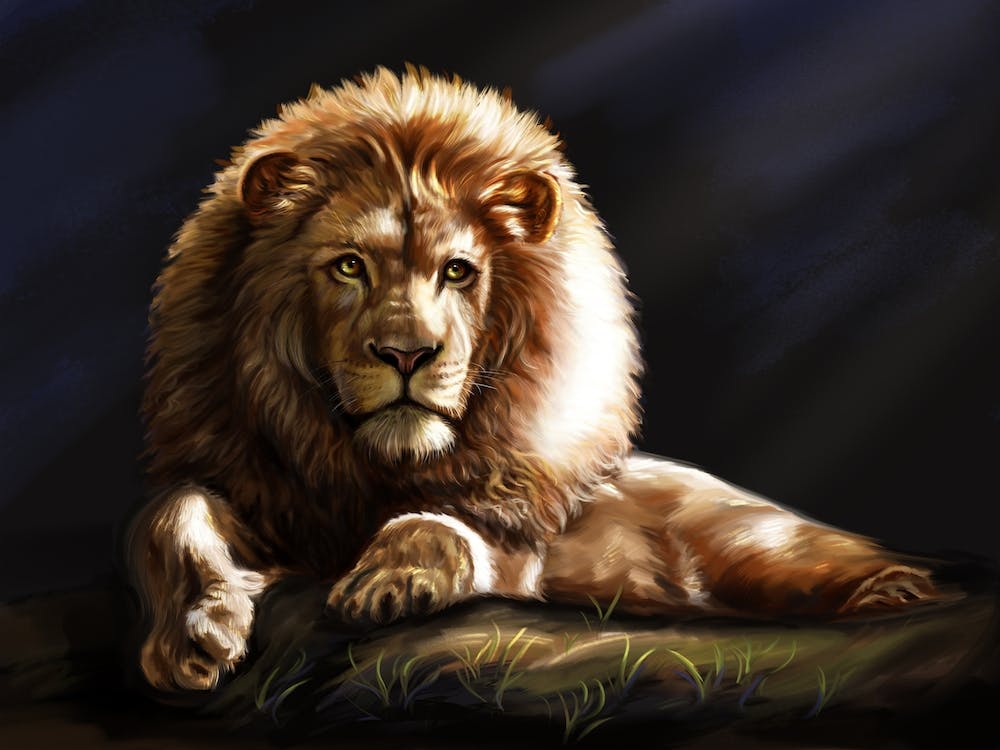 A lion. Big wild animal.