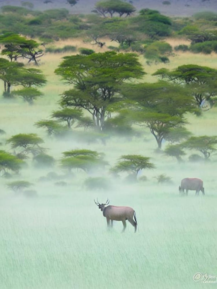 Serengeti National Park Tanzania Water Colour Poster