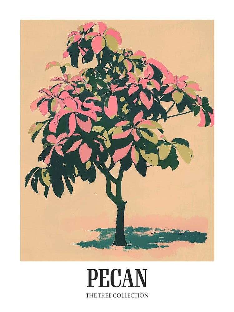 Pecan Tree Colourful Illustration 4 Poster