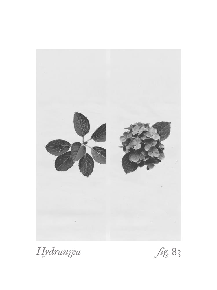 Hydrangea Botanical Collage 1