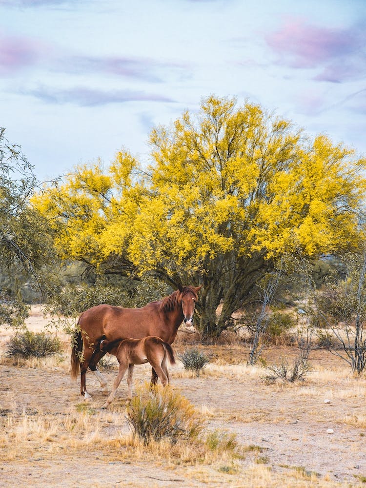 Wild Horses