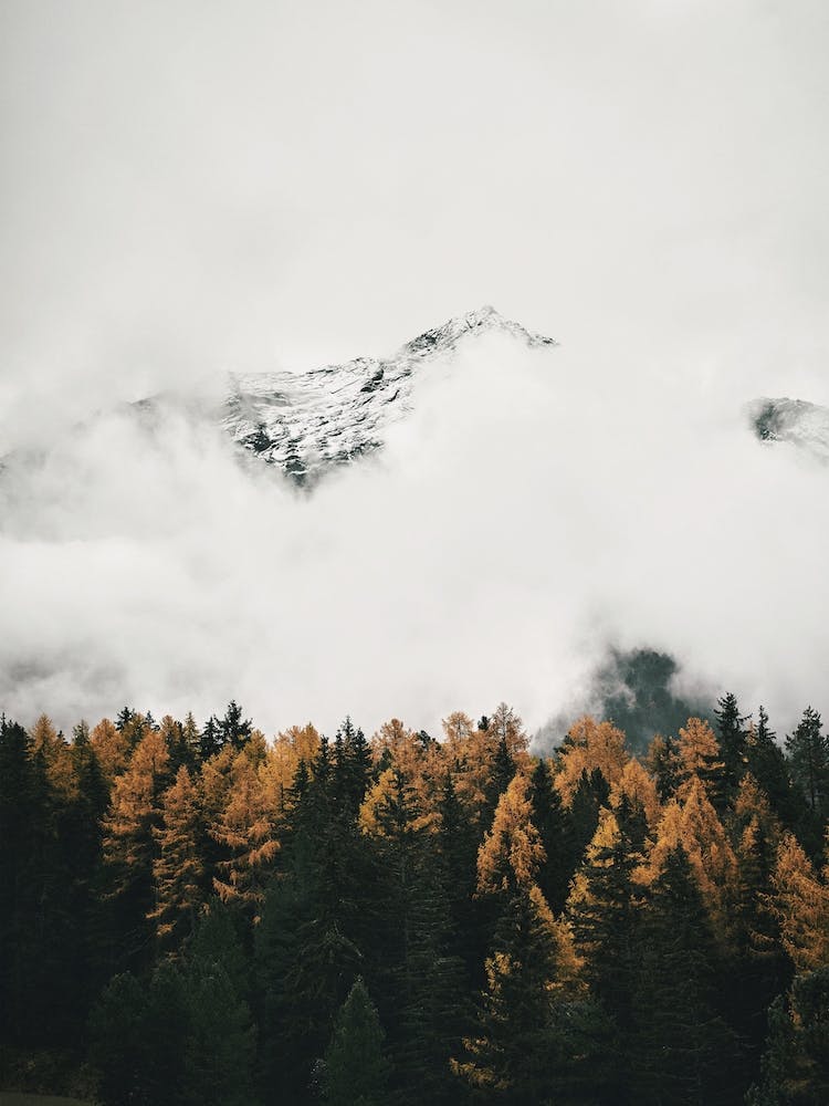 Foggy Mountain Forest 1