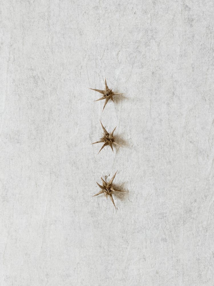 Wild Thorn Botanicals