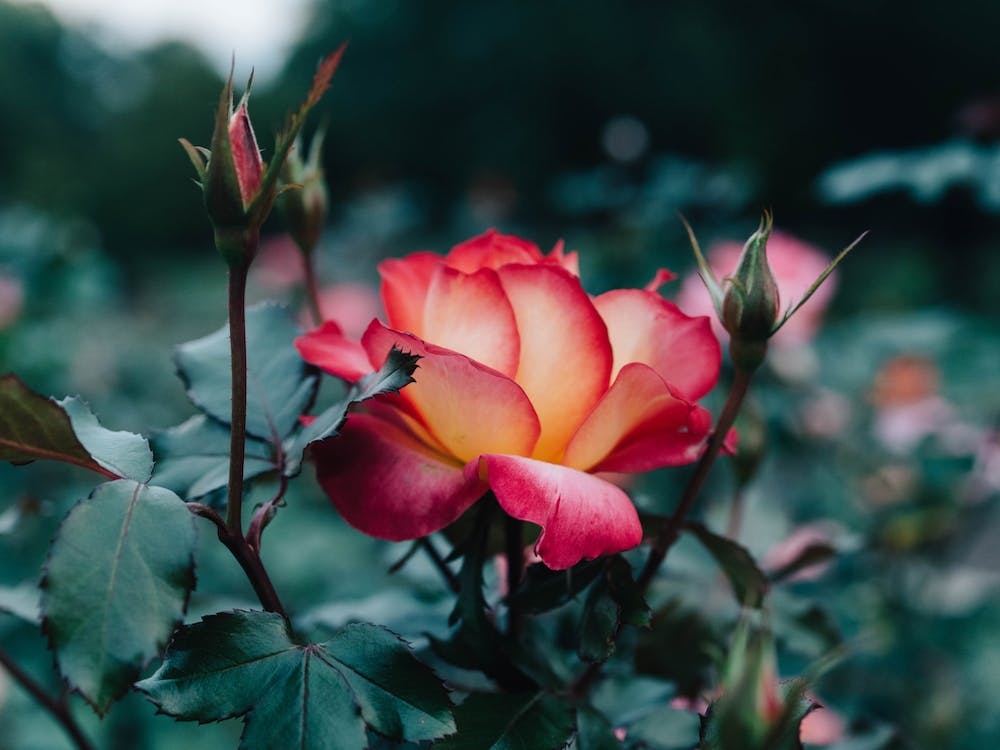 Pink Rose