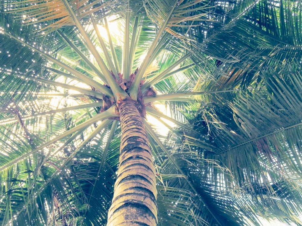 Palm Tree 1