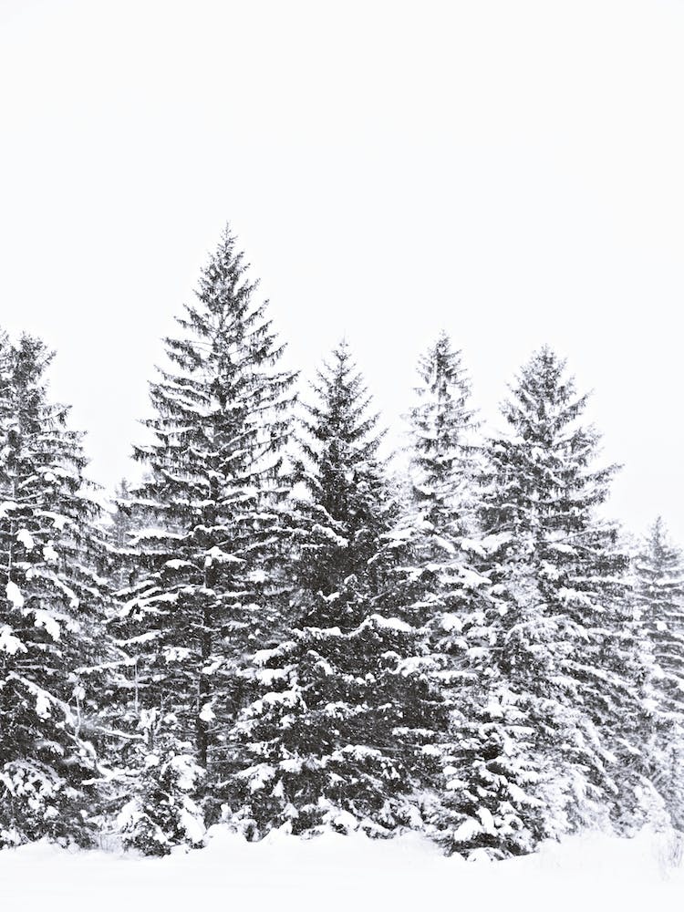 Black Winter Trees in