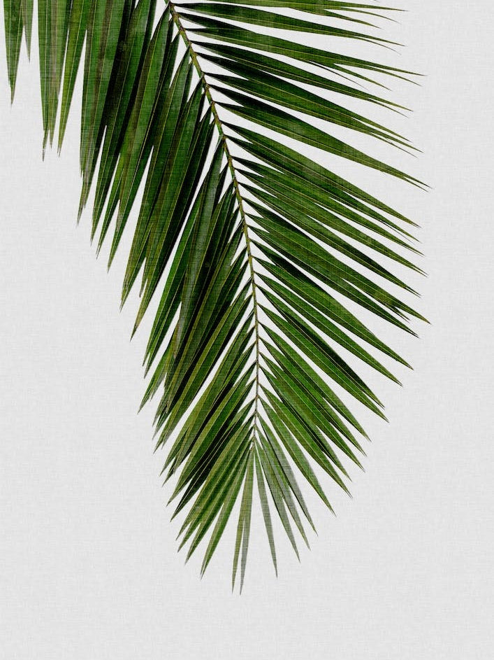 Palm Leaf I