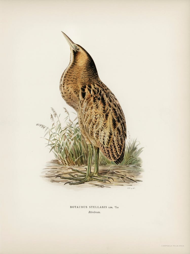 Bittern (Botaurus Stellaris), The Von Wright Brothers