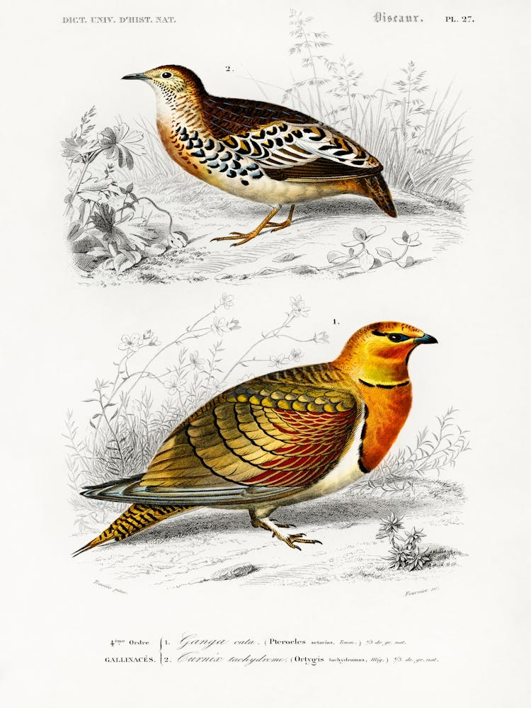 Different Types Of Birds, Charles Dessalines D'Orbigny 8