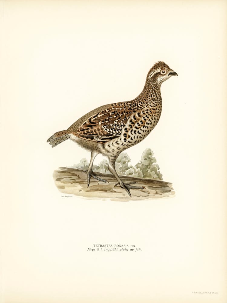 Hazel Grouse, The Von Wright Brothers 1