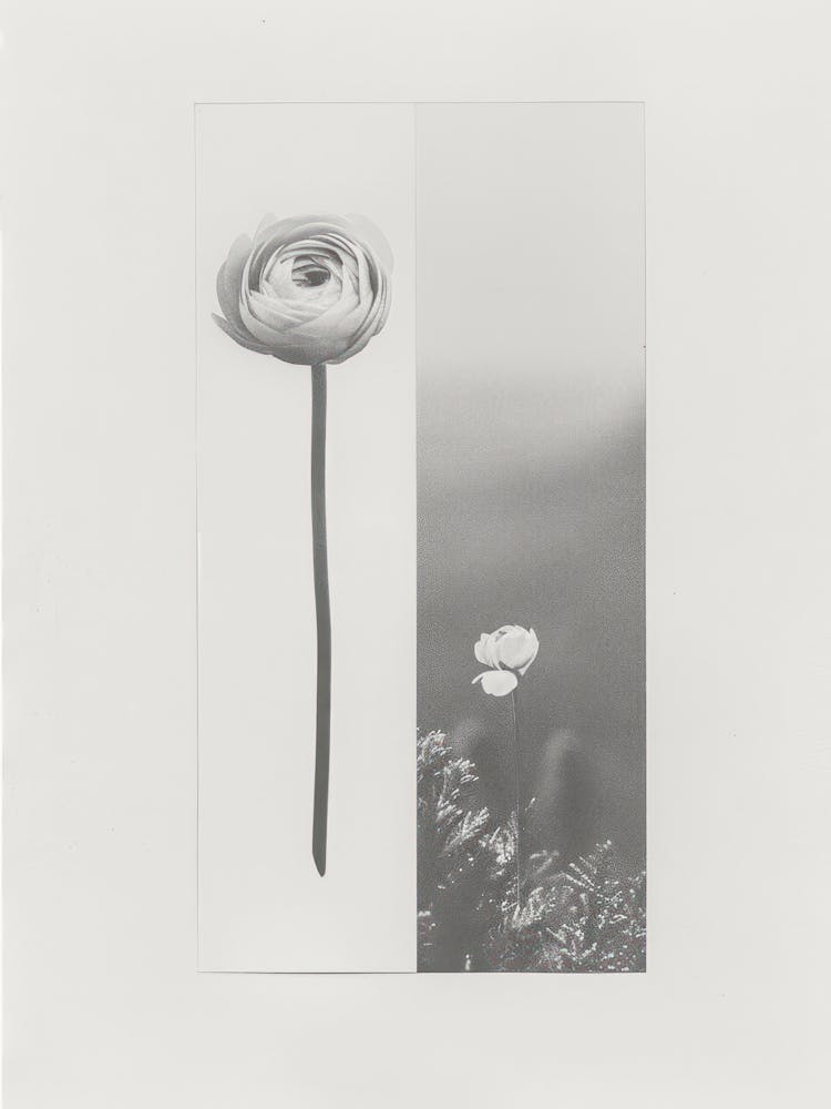 Ranunculus Flower Photo Collage 3