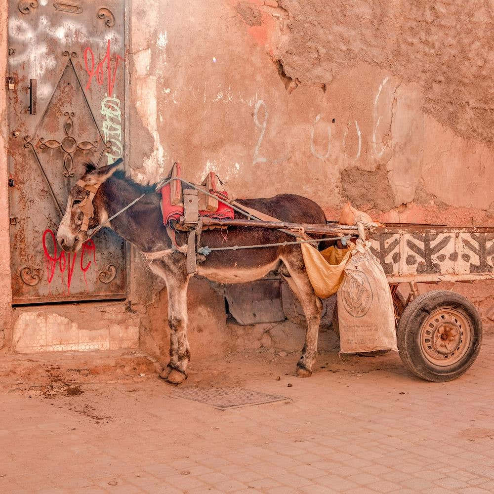 Moroccan Donkey Square