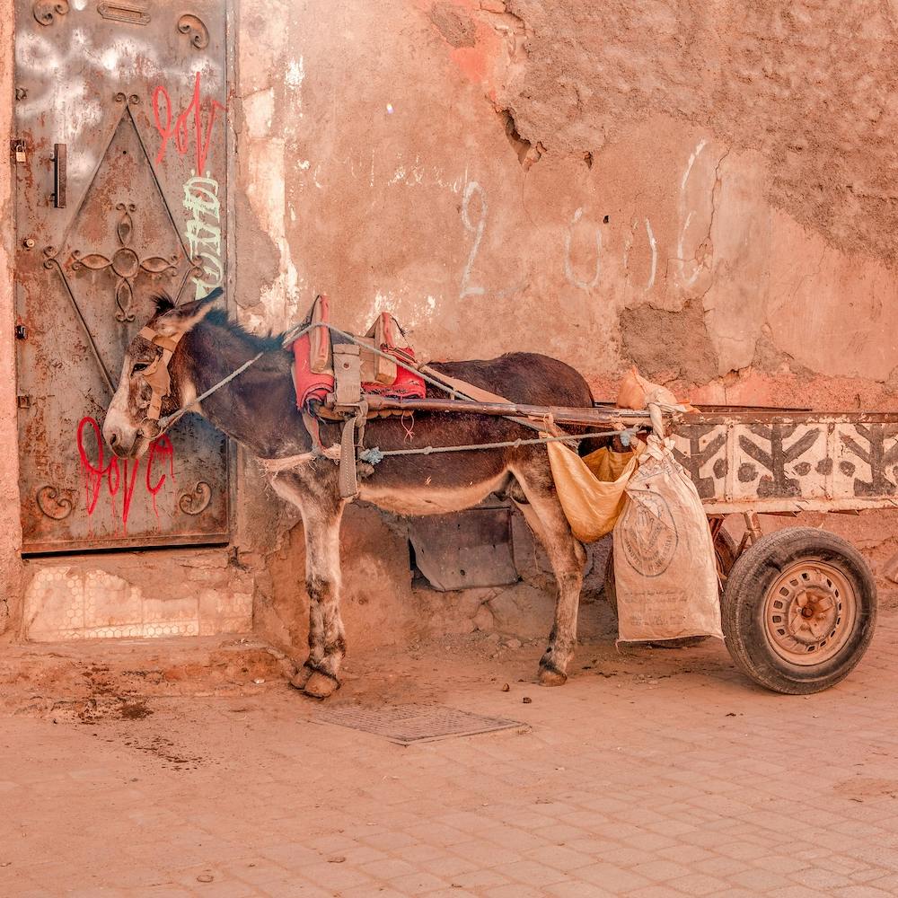 Moroccan Donkey Square