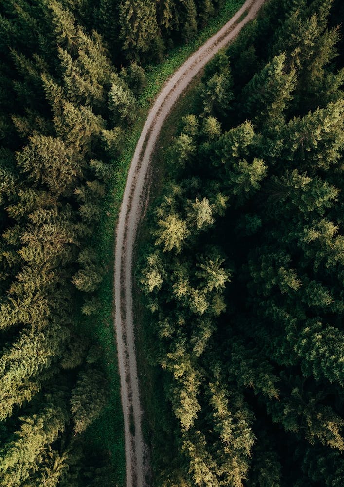 Chemin Forestier