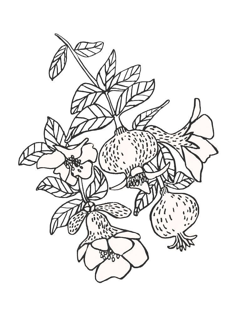 Pomegranate Branch