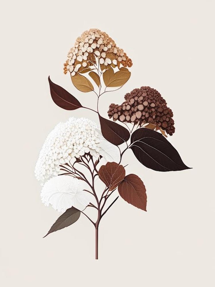 Hydrangea Root Spices And Herbs Retro Minimal 5