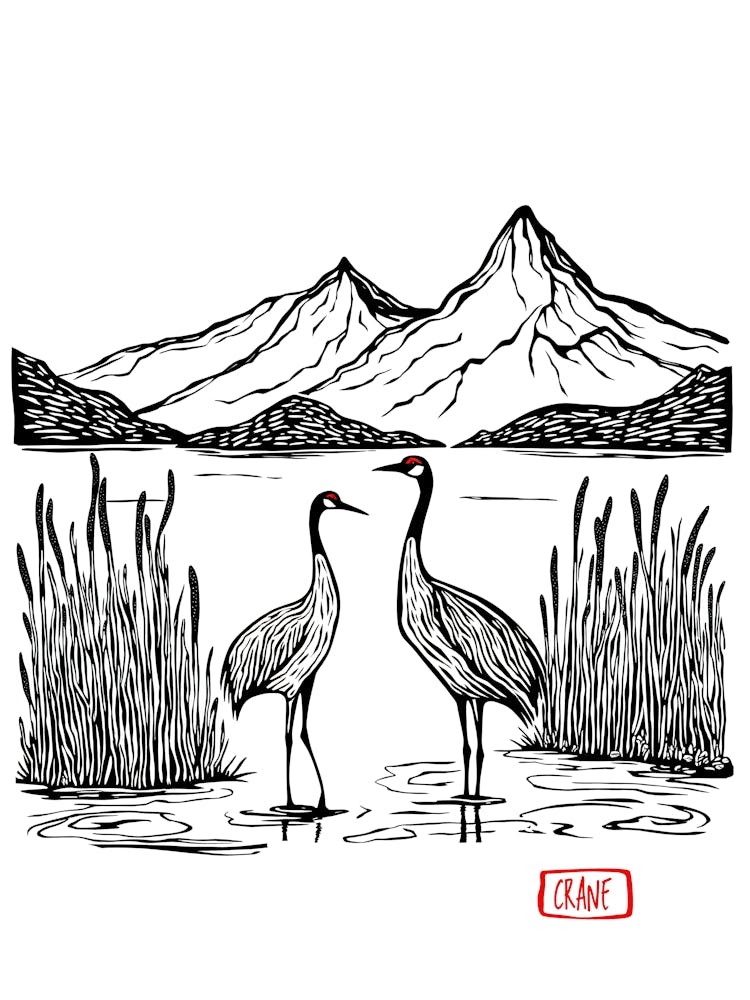 Sandhill Cranes