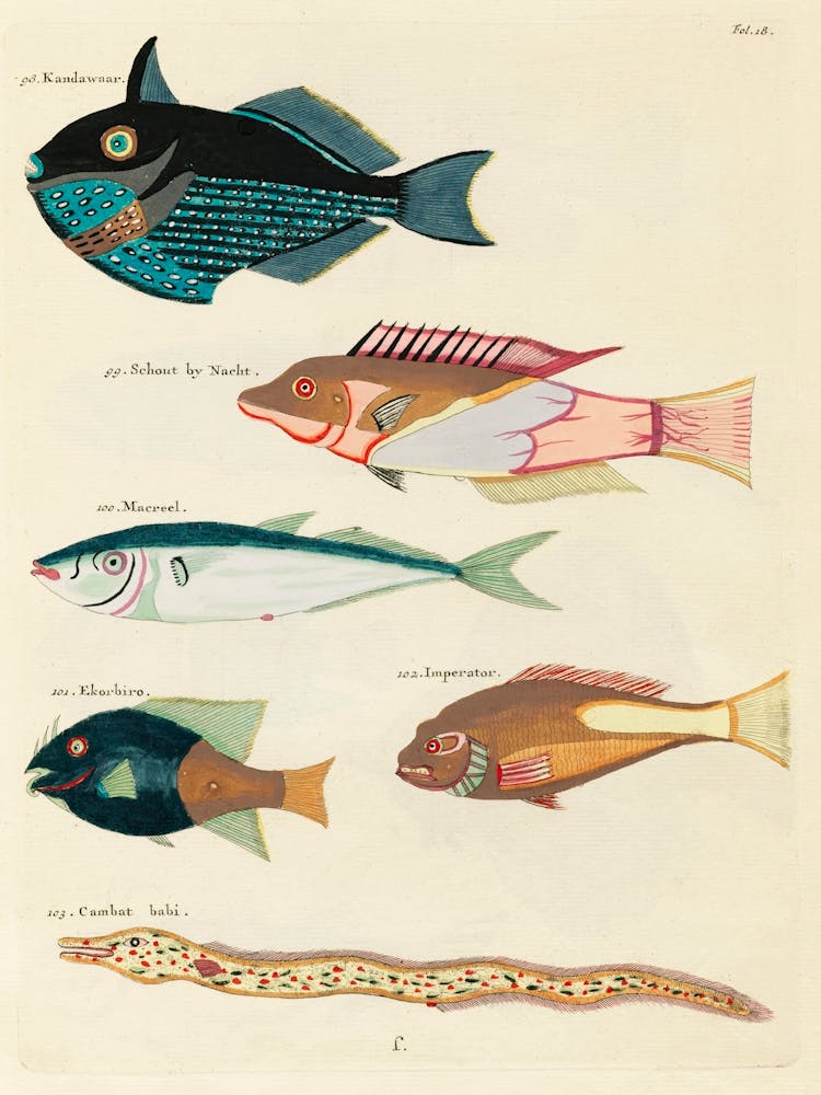 Colourful And Surreal Illustrations Of Fishes Found In Moluccas (Indonesia) And The East Indies, Louis Renard(59)