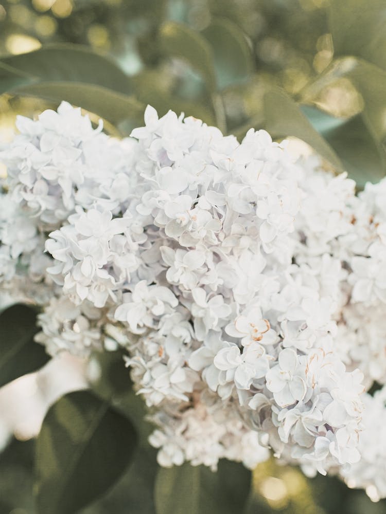 Light Blue Hydrangea Flowers