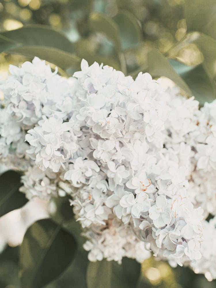 Light Blue Hydrangea Flowers