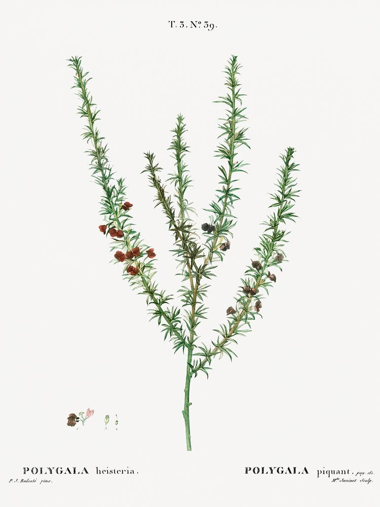 Tortoise Berry, Pierre Joseph Redoute