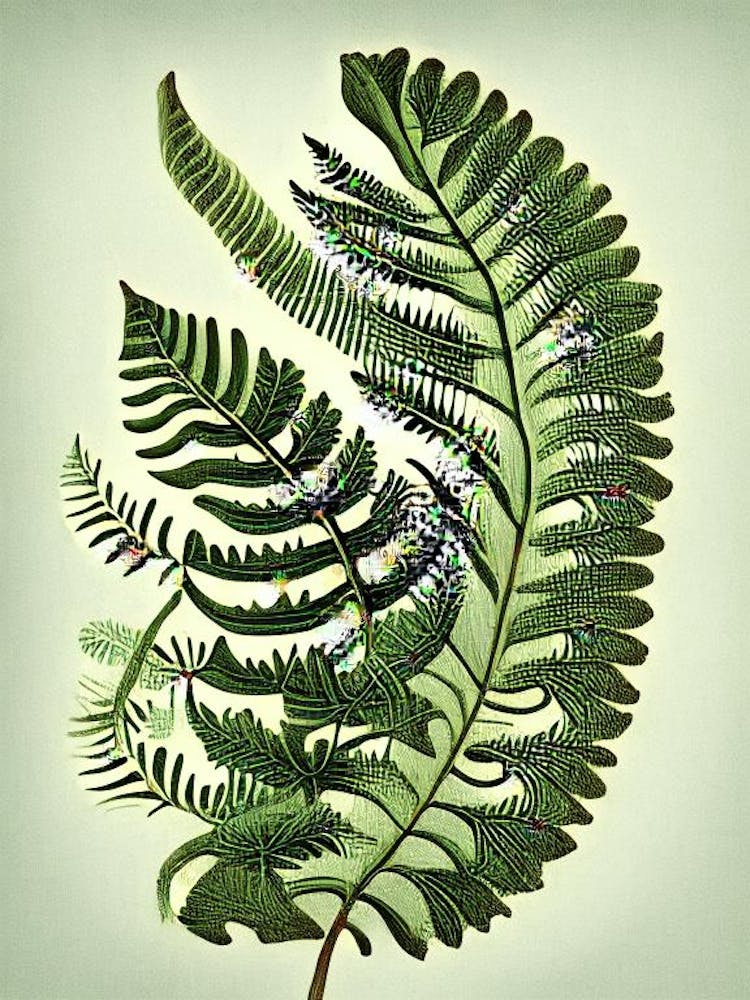 Wood Fern Vintage Botanical Poster