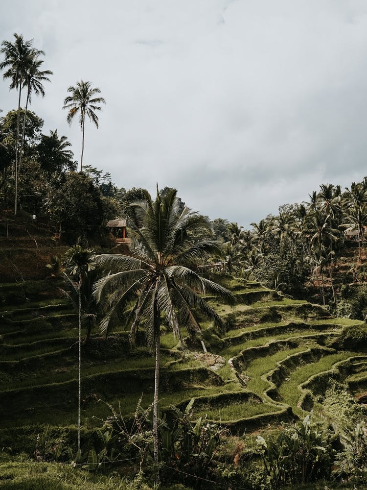Rice terraces | palmtree | Ubud | Bali