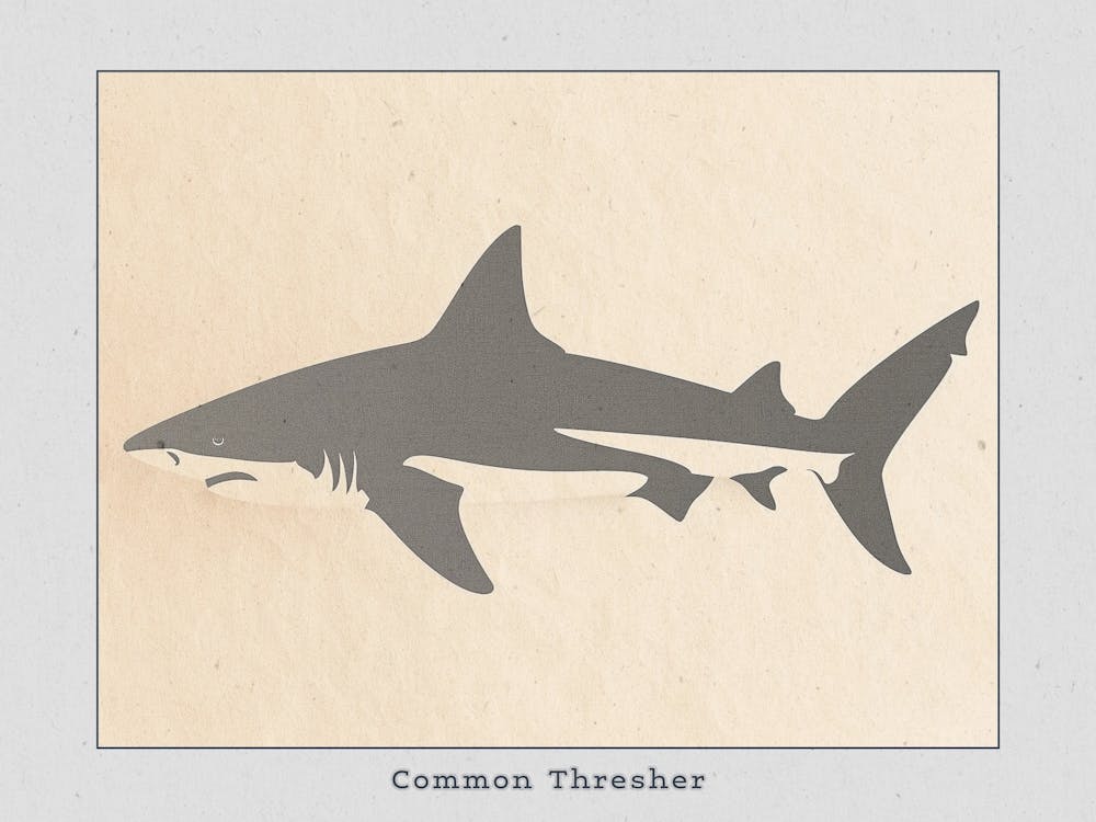 Common Thresher Shark Silhouette 6 Poster
