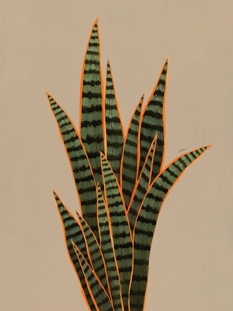 Snake Plant