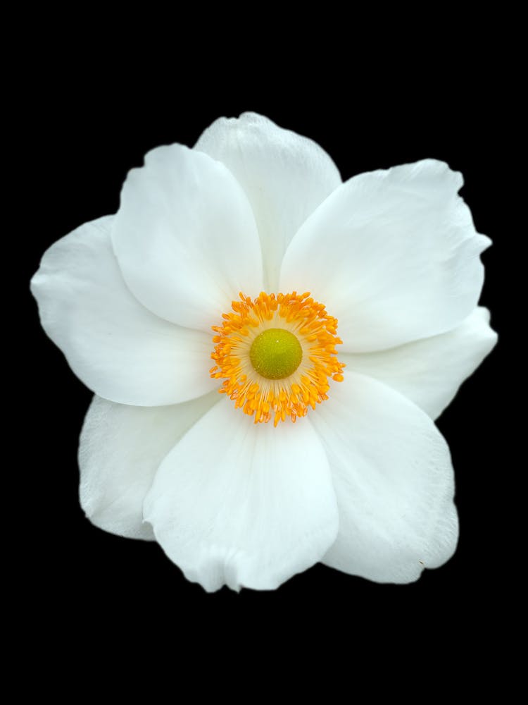 White Flower Isolated On Black Background