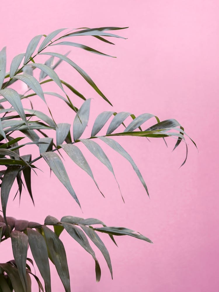 La Muralla Botanical