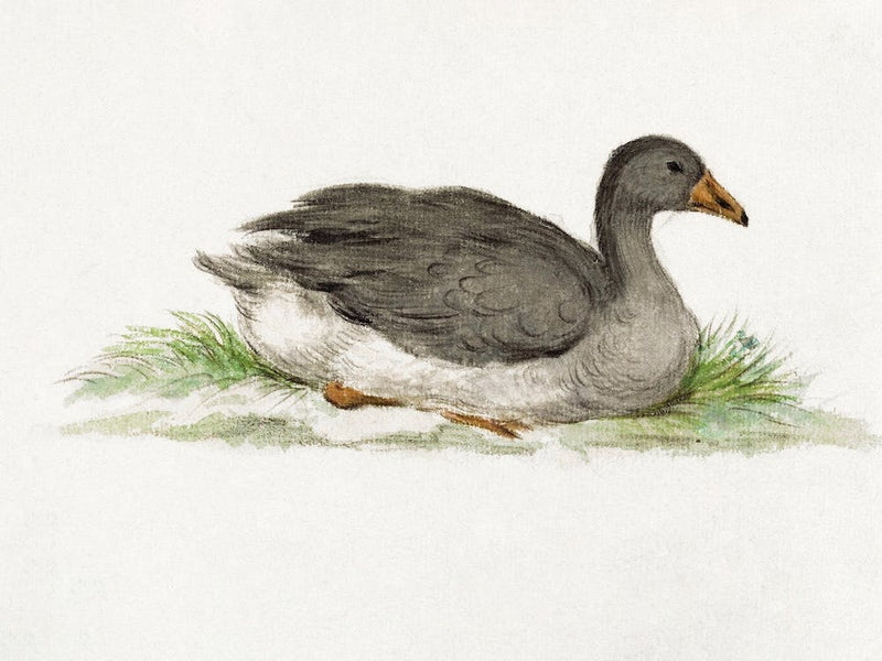 Canard, Jean Bernard