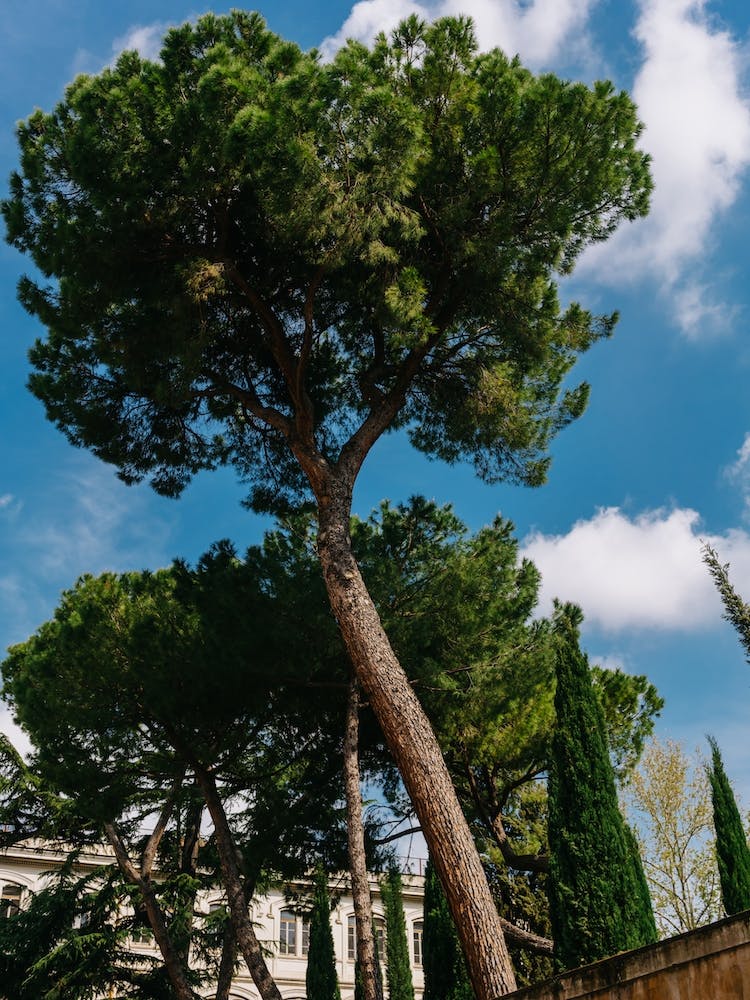 Italian Stone Pine Tree