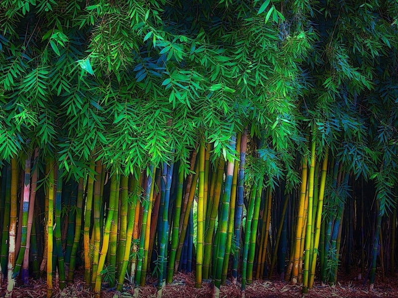 Bamboo Forest