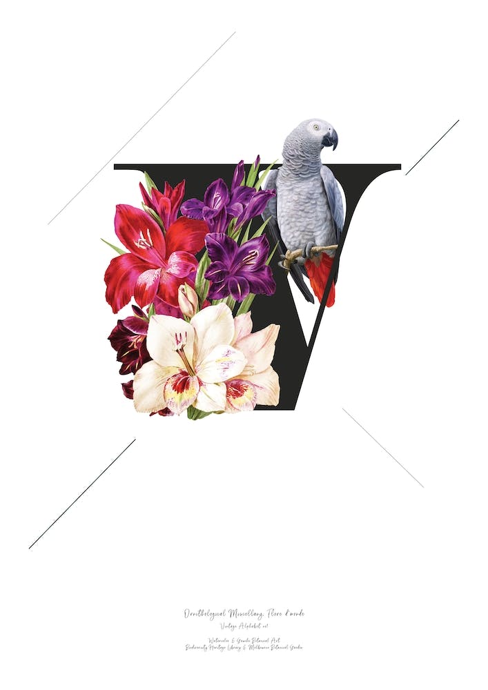 Botanical  Alphabet V