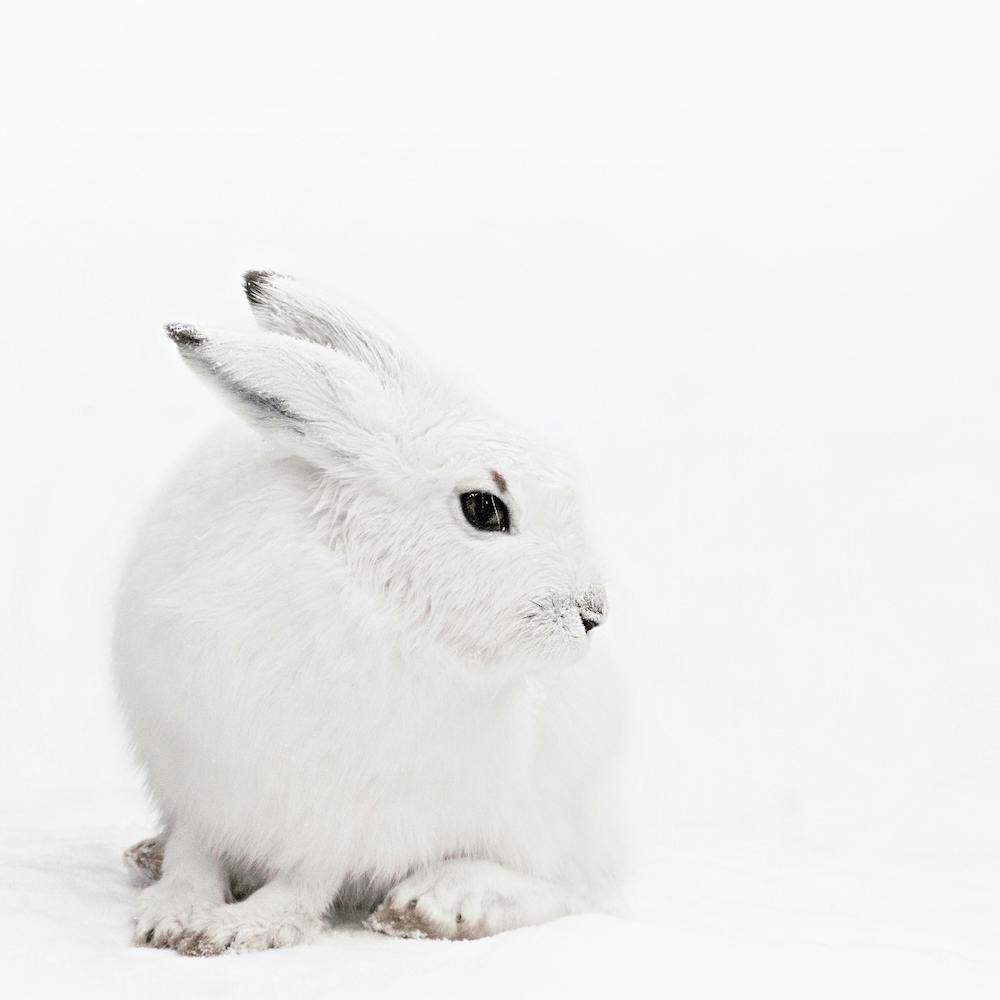 Arctic Hare 1 Square