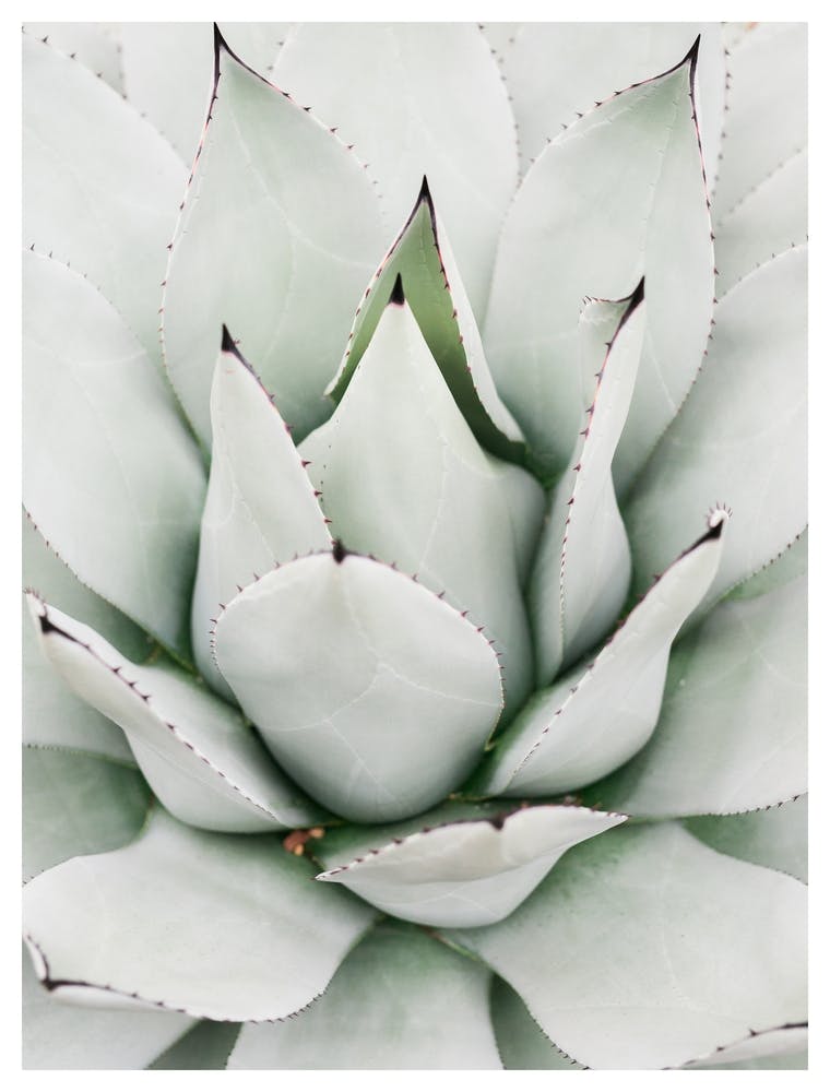 Agave Poster 3x4 Ratio