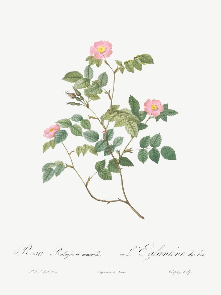Eglantine, Pierre Joseph Redoute