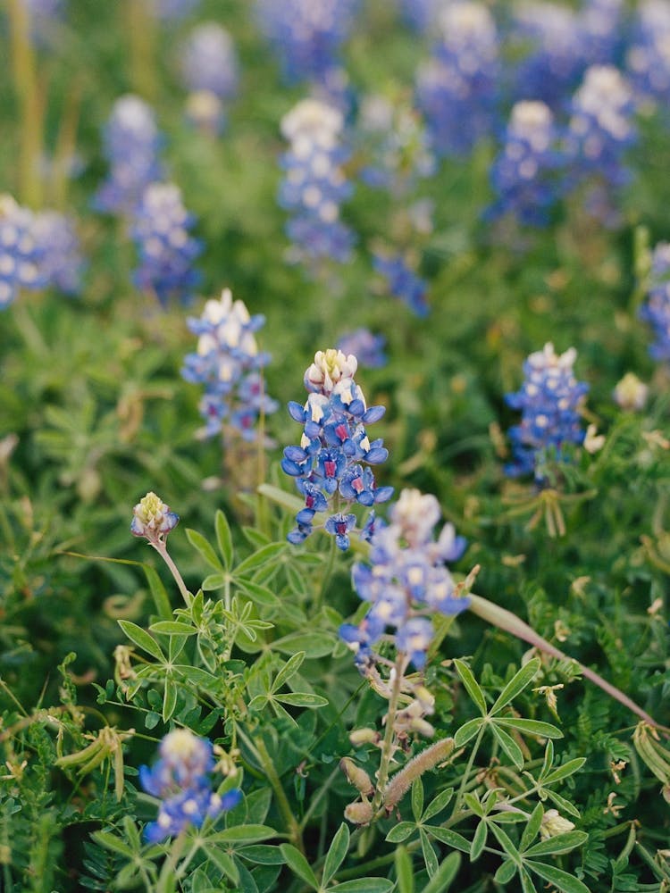 Texas Bluebonnet Field III on Film