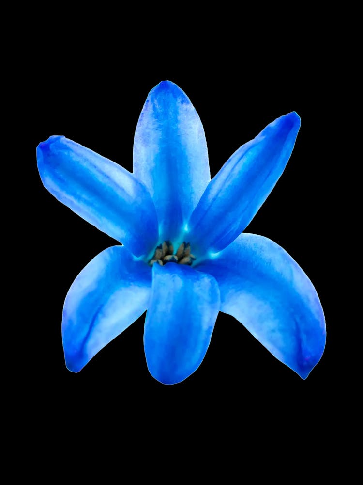 Blue Flower Isolated On Black Background
